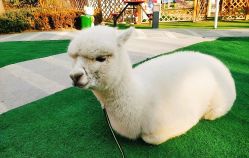 -萌宠亲子动物乐园(槐房万达店)