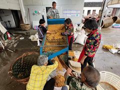 -苏州市吴中区光福窑上花果蜜饯厂