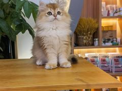 -山宅一喵德文卷毛猫舍