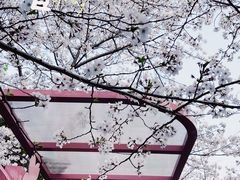 -高东镇樱花园