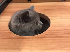 -袖虎·猫馆(体育西路店)