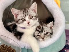 -糯米喵星人总部直营旗舰店·猫舍·幼猫出售