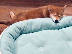 -翊宠yipet猫狗购宠庄园犬舍•猫舍