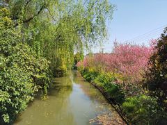 -南汇桃花村