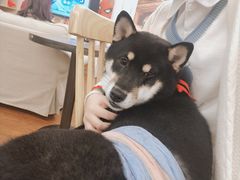 -豆柴町-柴犬主题狗咖(红鼎国际C座店)