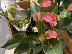 -FEI FEI FLOWER鲜花店·气球派对·宝宝宴布置(虹口德必运动Loft店)