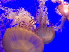 -上海海洋水族馆