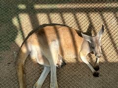 -西霞口神雕山野生动物世界