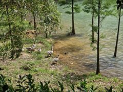 -广州白江湖森林公园