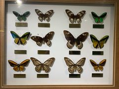 -上海昆虫博物馆