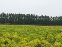 -天津武清北运河郊野公园房车露营地