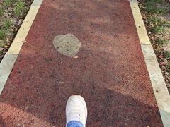 -高东镇樱花园