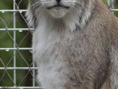 -青藏高原野生动物园