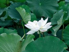 -荷塘月色湿地公园·向阳花洲