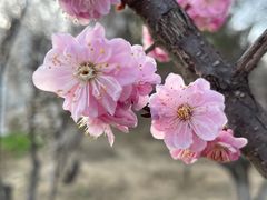 -鹫峰国家森林公园