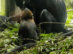 -广州长隆野生动物世界