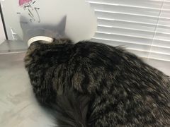 -瑞派·关忠动物医院·猫专科·犬专科(三环新城店)