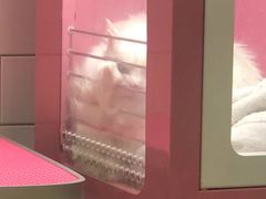 -藦茜花园宠物主题亲子互动体验馆(国顺东路店)