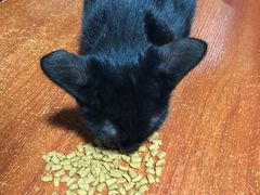 猫猫-鸿渡渔庄·特色鸭咀鱼