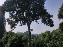 -张坝桂圆林公园