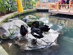 -南宫五洲植物乐园