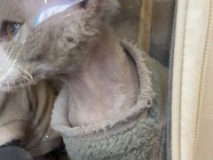 -瑞派伍一宠物医院·眼科·骨科·猫科转诊中心(马王堆院)