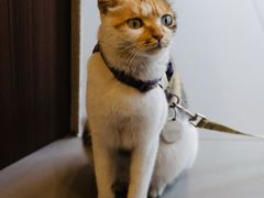 -Again Coffee Roaster(香蜜湖店)