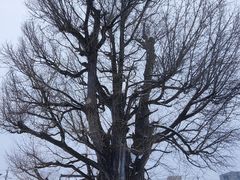 -医王山·飞騨国分寺