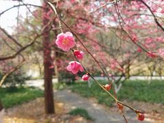-杭州植物园