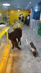 -神奇动物撸宠馆·羊驼·小浣熊·异宠(豫园店)