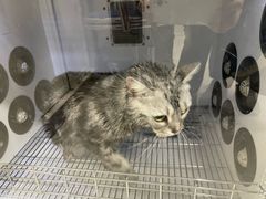 -北京观赏动物医院·24小时大型综合·猫专科·异宠专科