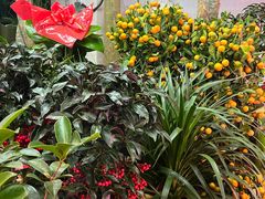 -花鸟鱼虫鲜花绿植市场(玉泉路店)