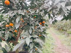 -前小桔亲子创意农场·草莓采摘·露营烧烤