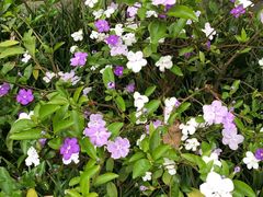 -广西壮族自治区药用植物园