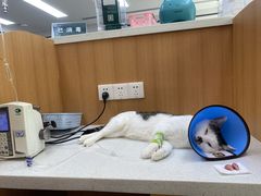 -联合动物医院(光谷诊疗中心)