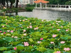 -荔湾湖公园