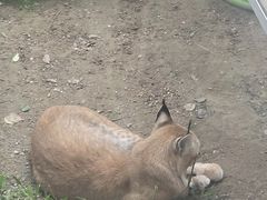-青藏高原野生动物园
