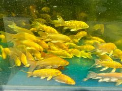 -白佛花鸟鱼虫批发市场小型宠物交易(东区)