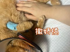 -科道动物医院·急重症中心(万达院)
