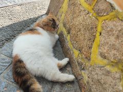 -猫岛主趣味餐厅(鼓浪屿店)