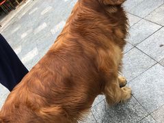 -大邑李记肥肠血旺