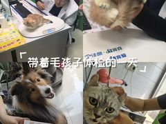-利又安动物医院··老年病·猫科犬科·中兽医