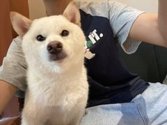 -豆柴町-柴犬主题狗咖(红鼎国际C座店)