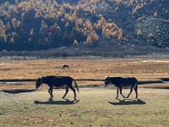 -稻城亚丁景区-冲古草甸