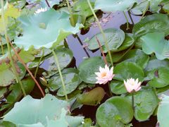 -荷塘月色湿地公园·向阳花洲