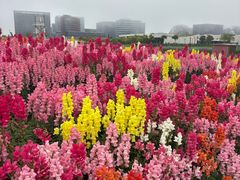 -春花秋色城市公园