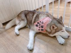 -Husky Go! 哈士奇体验馆·宠物咖啡厅狗咖