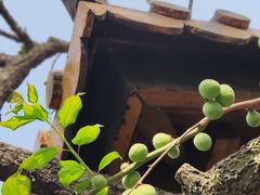 -无锡梅园公园