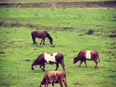 -关山牧场王师烤全羊