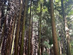 -武陵山森林公园